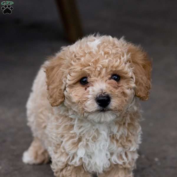 Cooper, Bich-Poo Puppy